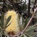 Bloeiende Banksia integrifolia tak met groene bladeren en bloemknoppen.