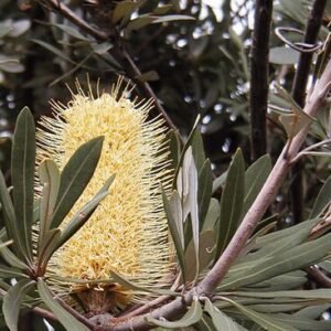 Bloeiende Banksia integrifolia tak met groene bladeren en bloemknoppen.