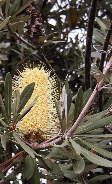 Bloeiende Banksia integrifolia tak met groene bladeren en bloemknoppen.
