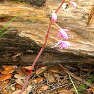 Purple and white Bletia Mexicana orchid flower with yellow accents.