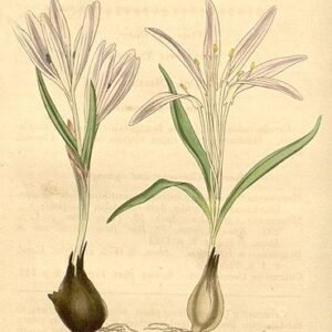 Bulbocodium trigynum bloem in paarse tinten op botanische achtergrond.