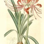 Rode Lycoris radiata bloem op een groene steel.