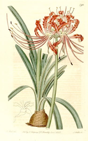 Rode Lycoris radiata bloem op een groene steel.