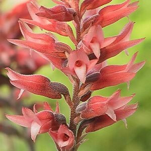 Beautiful Sacoila lanceolata orchid flower in white and purple with green leaves.
