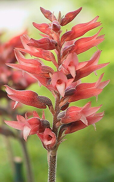 Beautiful Sacoila lanceolata orchid flower in white and purple with green leaves.