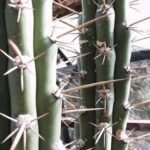 Harrisia tetracantha cactus met dunne stekels en heldergroene kleur.