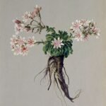 Illustratie van een Lewisia cotyledon howellii plant tegen een witte achtergrond.