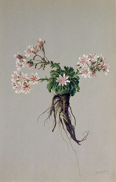 Illustratie van een Lewisia cotyledon howellii plant tegen een witte achtergrond.