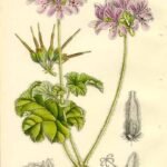 Pelargonium Drummondii bloemen in roze en wit.
