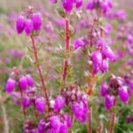 Bell Heather plant met kleine roze bloemen in een natuurlijke omgeving.