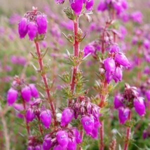 Bell Heather plant met kleine roze bloemen in een natuurlijke omgeving.