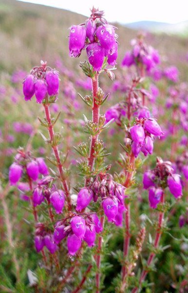 Bell Heather plant met kleine roze bloemen in een natuurlijke omgeving.
