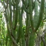 Pilosocereus robinii cactus met lange groene stelen en witte stekels.