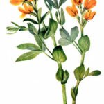 Thermopsis rhombifolia plant in bloei met levendige gele bloemen en groene bladeren.