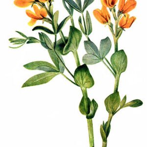 Thermopsis rhombifolia plant in bloei met levendige gele bloemen en groene bladeren.