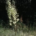 Yucca glauca witte bloemen op lange steel tegen groenblauwe achtergrond.