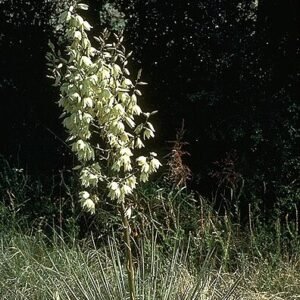 Yucca glauca witte bloemen op lange steel tegen groenblauwe achtergrond.