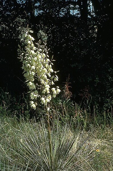 Yucca glauca witte bloemen op lange steel tegen groenblauwe achtergrond.