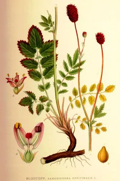 Sanguisorba (pimpernel) bloeit in helder zonlicht.