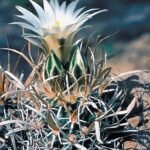 Close-up van Sclerocactus papyracanthus cactus met witte doornen op zanderige achtergrond.