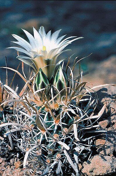 Close-up van Sclerocactus papyracanthus cactus met witte doornen op zanderige achtergrond.