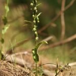 Paarse Dichte wespenorchis bloem in natuurlijke habitat, winterhard.