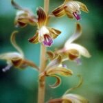 Hexalectris spicata orchidee met witte bloemen in natuurlijke omgeving.