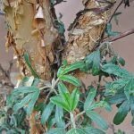 Groene bladeren en ruwe schors van Polylepis rugulosa boom.