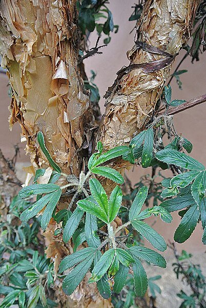 Groene bladeren en ruwe schors van Polylepis rugulosa boom.