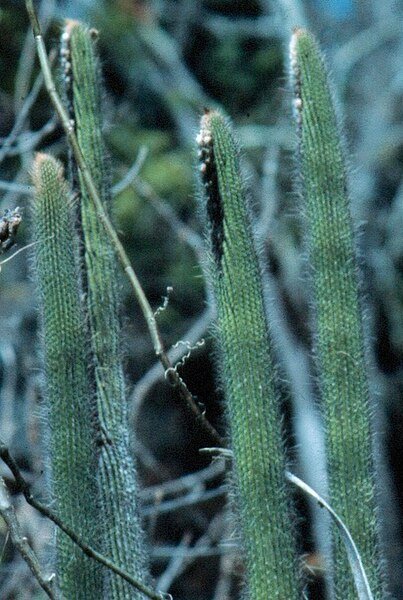 Facheiroa cephaliomelana cactus met meerdere stengels en stekels.
