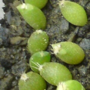 Jonge Astrophytum coahuilense plant met kleine doornen en lichte groene kleur.