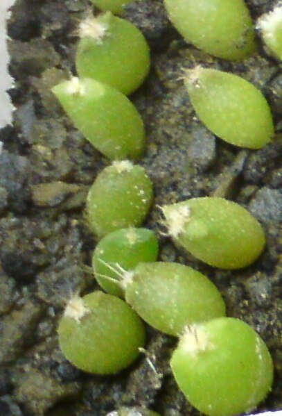 Jonge Astrophytum coahuilense plant met kleine doornen en lichte groene kleur.