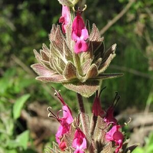Scarlet red flowers of Salvia spathacea with green leaves and a hummingbird drinking nectar.