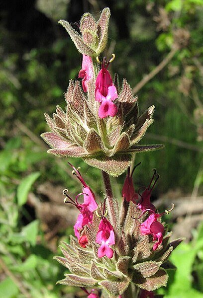 Scarlet red flowers of Salvia spathacea with green leaves and a hummingbird drinking nectar.