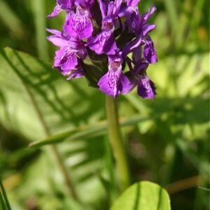 Bloeiende Dactylorhiza purpurella in noordelijk moeras - paarse orchidee.