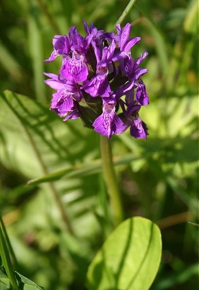 Bloeiende Dactylorhiza purpurella in noordelijk moeras - paarse orchidee.
