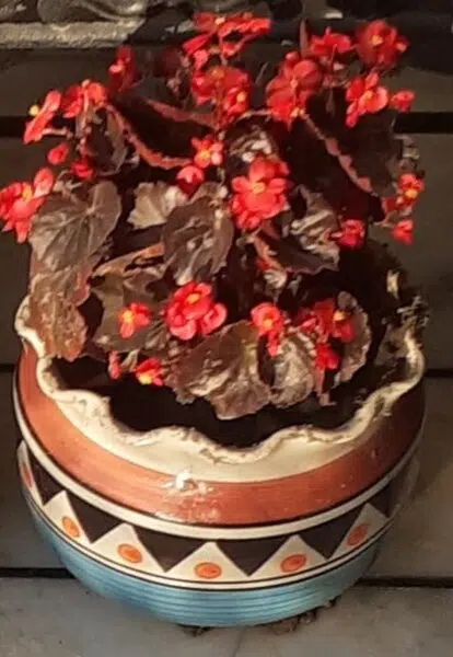 Angel wing begonia plant with vibrant green leaves and red undersides.