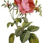 Pink Rosa × centifolia flower with layered soft petals and green leaves.