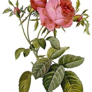 Pink Rosa × centifolia flower with layered soft petals and green leaves.