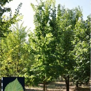 Close-up van lichtgroene getextureerde bladeren van Ulmus minor 'Dehesa de la Villa' boom.