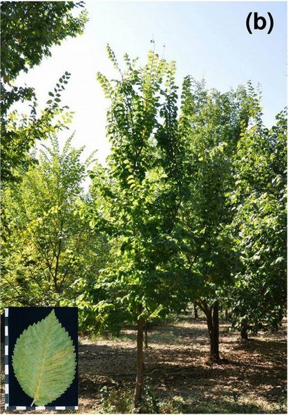 Close-up van lichtgroene getextureerde bladeren van Ulmus minor 'Dehesa de la Villa' boom.