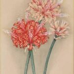 Nerine sarniensis bloem in roze en wit.