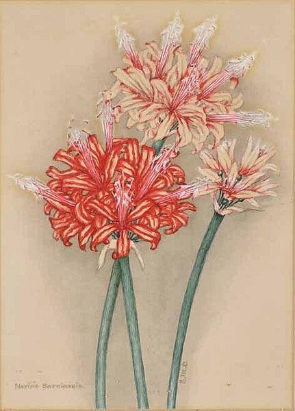 Nerine sarniensis bloem in roze en wit.