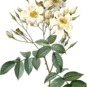 Rosa moschata bloem op kleigrond, winterhard.