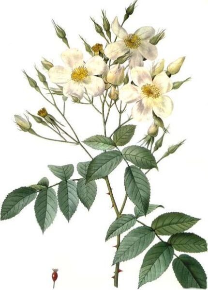 Rosa moschata bloem op kleigrond, winterhard.
