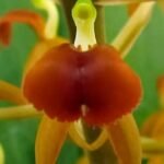 Close-up van Liparis latifolia orchidee met witte en paarse bloemblaadjes.