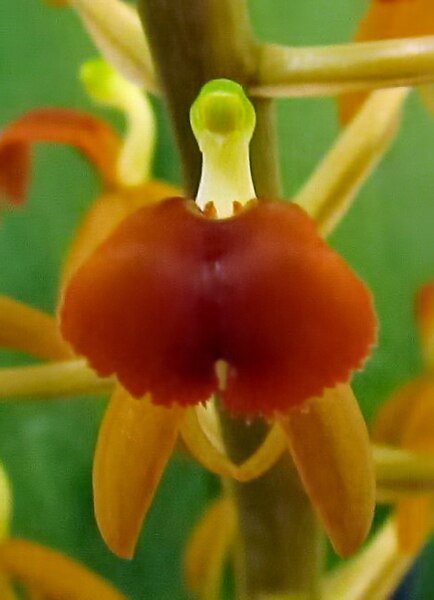 Close-up van Liparis latifolia orchidee met witte en paarse bloemblaadjes.