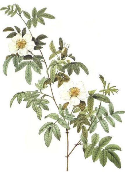 Pink Rosa clinophylla flowers with green leaves under sunlight.