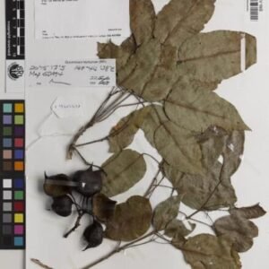 Brachychiton compactus bloeiende boom met roze bloemen en groene bladeren.