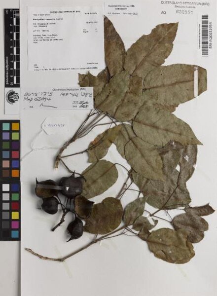 Brachychiton compactus bloeiende boom met roze bloemen en groene bladeren.